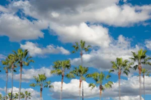 Los Angeles Palm Trees With Clouds, California Landscape Photograph by Richard Silver, 24 x 36