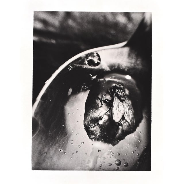 L. E. Berka, Fly, 1929, Signed Gelatin Silver Print For Sale - Image 7 of 7