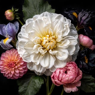 The White Dahlia Contemporary Photograph For Sale