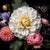 The White Dahlia Contemporary Photograph For Sale
