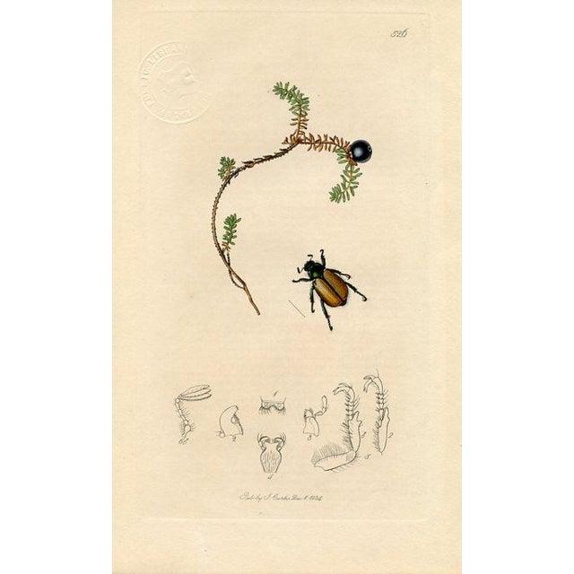 Illustration 1830s, Antique Beetle Prints by John Curtis, Set of 4, Original Hand Colored Engraving, England For Sale - Image 3 of 6