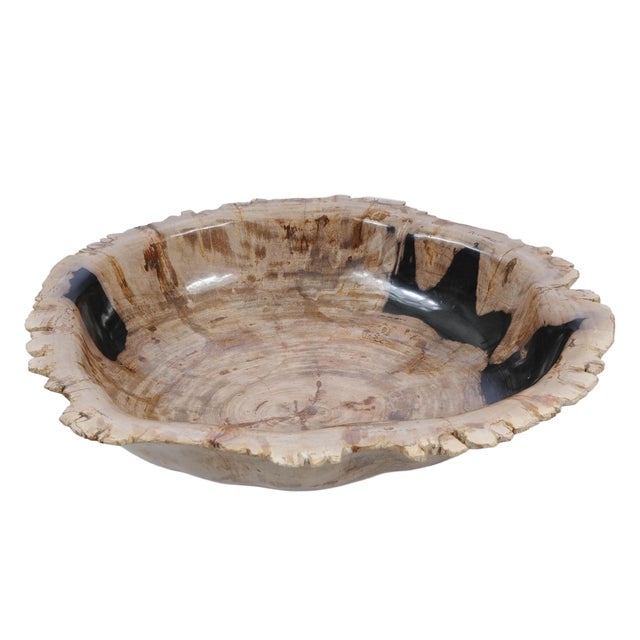 Early 21st Century Large Petrified Wooden Bowl by Xyleia Petrified Wood For Sale - Image 5 of 5