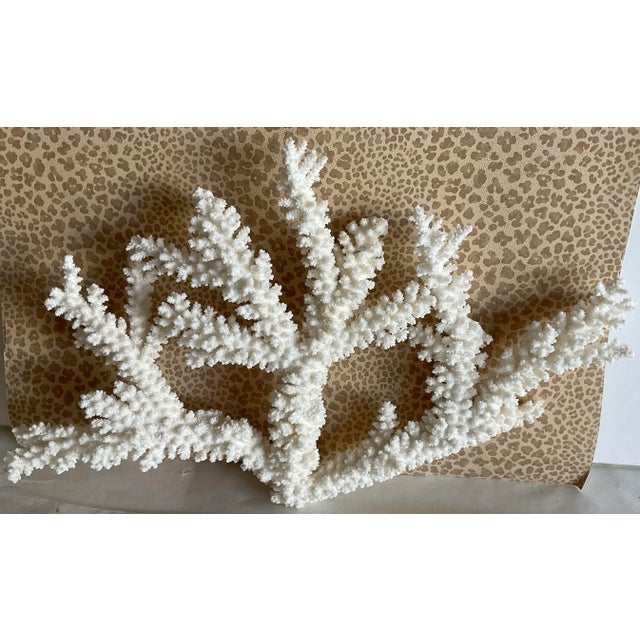 Stunning and graphically strong piece of specimen branch coral from private collection can be placed on bookshelves or...