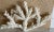 Stunning and graphically strong piece of specimen branch coral from private collection can be placed on bookshelves or...