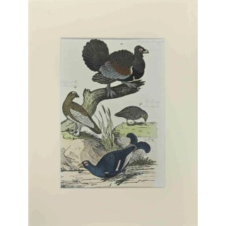 Johann Friedrich Naumann, Wood Rooster, Etching, 1840 For Sale