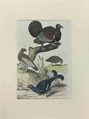 Johann Friedrich Naumann, Wood Rooster, Etching, 1840