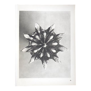 Vintage Modernist Botanical Photogravures By Karl Blossfeldt-Extreme Close-Ups Of Flora c.1942-Folio Size For Sale