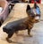 1920s Cast Ion Hubbly Boston Terriers Door Stops -Pair For Sale In Los Angeles - Image 6 of 8