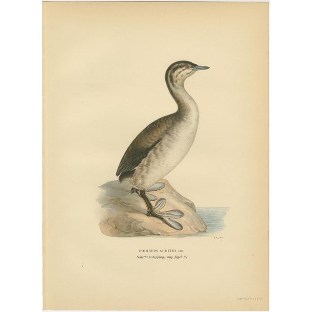 1920s Antique Horned Grebe Bird Lithographs, Podiceps Auritus, 1929, Set of 3 For Sale - Image 5 of 10