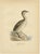 1920s Antique Horned Grebe Bird Lithographs, Podiceps Auritus, 1929, Set of 3 For Sale - Image 5 of 10