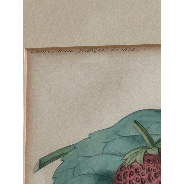 1860 French Botanical Lithograph ‘Fraise Octave’ – Hand Colored Strawberry Plate For Sale - Image 4 of 9