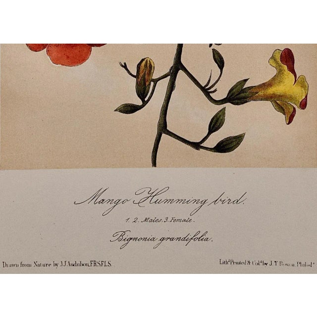 Late 19th Century Audubon Mango Hummingbirds: An Original 19th C. Audubon Hand-Colored Bird Lithograph, 1870 For Sale - Image 5 of 6