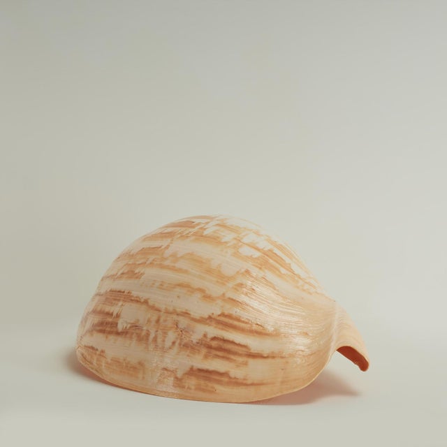 Early 21st Century Large Melo Amphora Sea Shell For Sale - Image 5 of 10