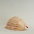 Early 21st Century Large Melo Amphora Sea Shell For Sale - Image 5 of 10
