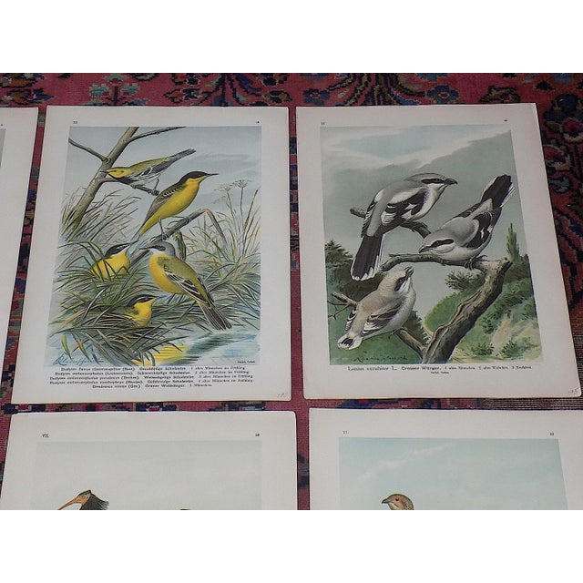 Realism Antique 19th Century Large Folio Bird Lithographs - Set of 12 For Sale - Image 3 of 9