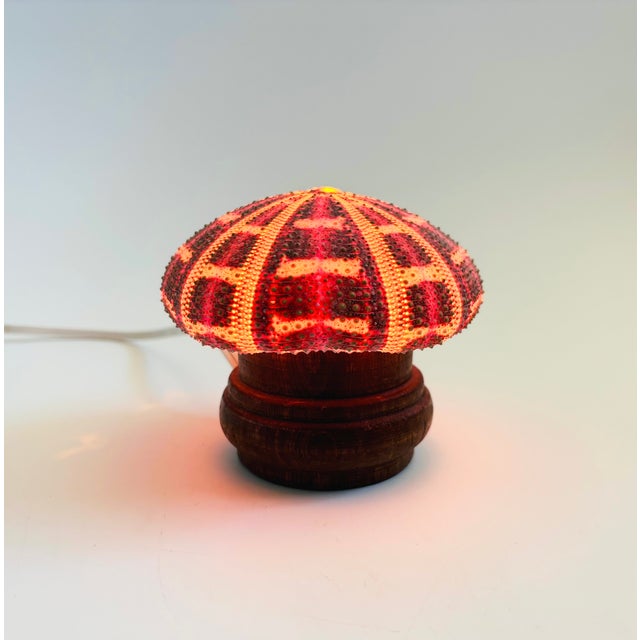 A small vintage handmade lamp made with a sea urchin shell as the lamp shade. The base is made of wood. Beautiful coloring...
