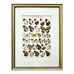 Antique Original Color Lithograph of American Butterflies by Seitz 1911