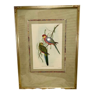 John Gould Original 1848 “Platycercus Icterotis” Hand-Colored Bird Lithograph For Sale