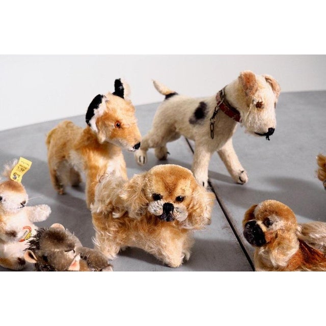 Collection of seven steiff teddy bears, 20th c. H. 7 - 16 w. 8 - 23 cm h. 2.7 - 6.2 w. 3.1 - 9 in