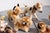 Collection of seven steiff teddy bears, 20th c. H. 7 - 16 w. 8 - 23 cm h. 2.7 - 6.2 w. 3.1 - 9 in