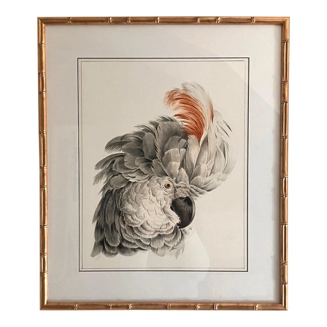Framed Reproduction White Cockatoo Head Bird Portrait Print For Sale