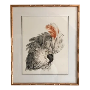 Framed Reproduction White Cockatoo Head Bird Portrait Print