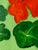 Abstract Nasturtium Love by J. Popolin For Sale - Image 3 of 7
