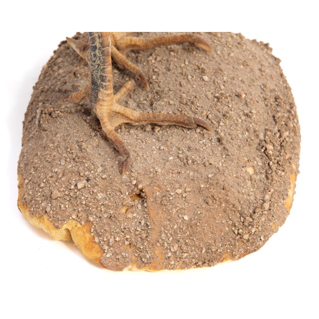 Life-Size Gamecock Taxidermy Mount Brilliant Red Orange Plumage Sand Mount Rooster For Sale - Image 14 of 17