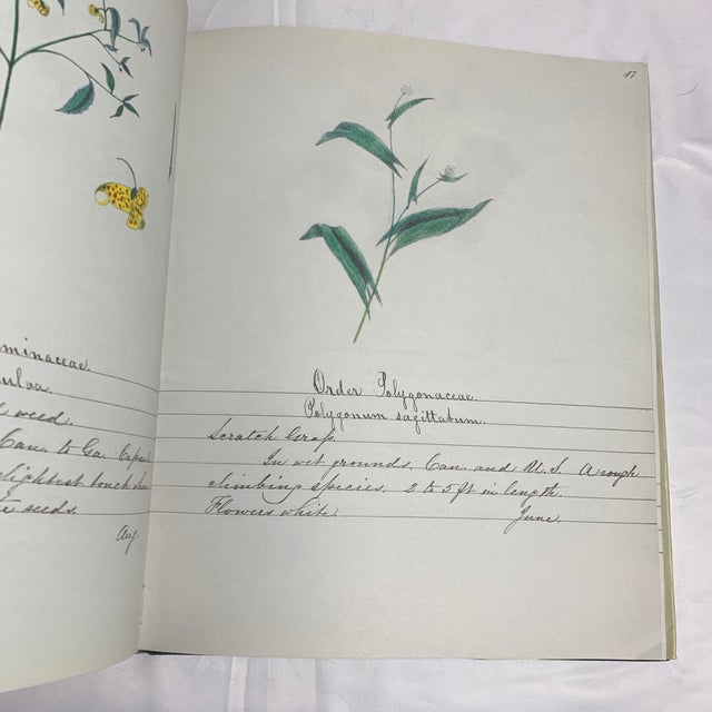 Slate Gray A Shaker Sister’s Drawings - Wild Plants Illustrated by Cora Helena Sarle - Hardcover Book - 1997 For Sale - Image 8 of 10