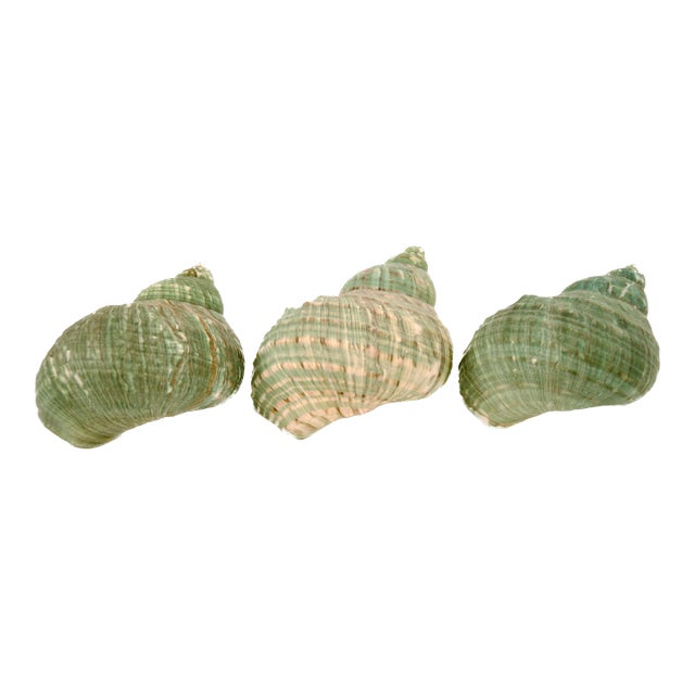 Green Blue Turbo Shells – Set of 3 For Sale