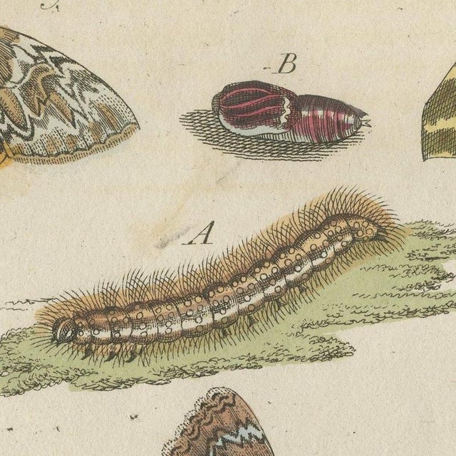 Bertuch, Underwing and Tiger Moths with Caterpillars, 1805, Print For Sale - Image 9 of 12