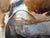 Matthew Paoletti "How Now" Contemporary Naturalistic Rural Animal Painting of a Brown Cow, 2022 For Sale - Image 10 of 10
