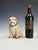 Seated Pug Tobacco Jar from Staffordshire Pottery, 1900 For Sale - Image 3 of 18