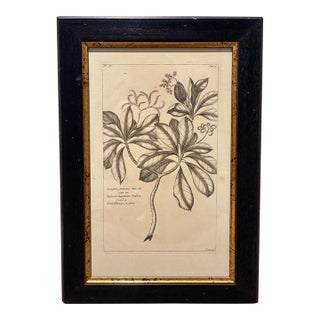 Vintage Tournefortia Foetidissima Botanical Engraving Print in Black & Gold Frame For Sale