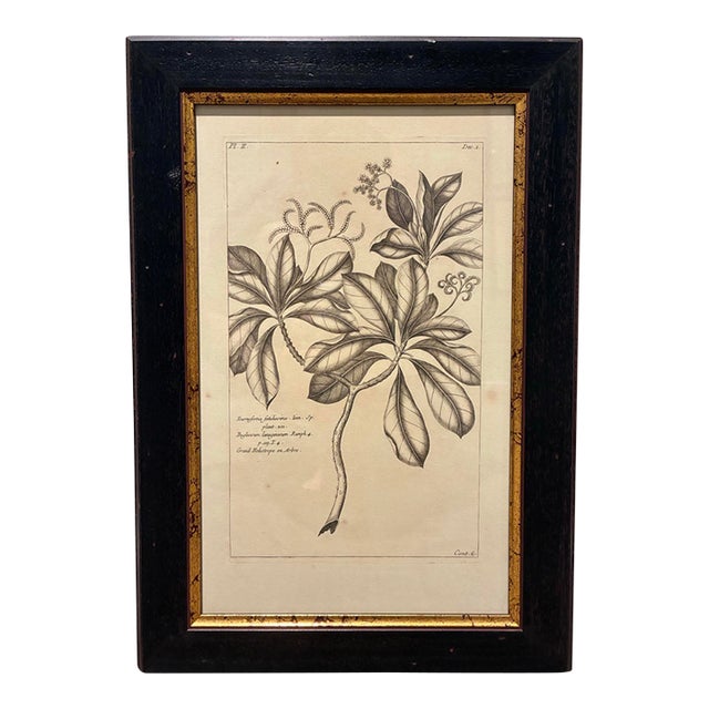 Vintage Tournefortia Foetidissima Botanical Engraving Print in Black & Gold Frame For Sale