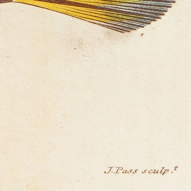 Early 19th Century The Triangular Trunk Fish by Sir Charles Linnaeus & Ebenezer Sibley, 1806 For Sale - Image 5 of 8