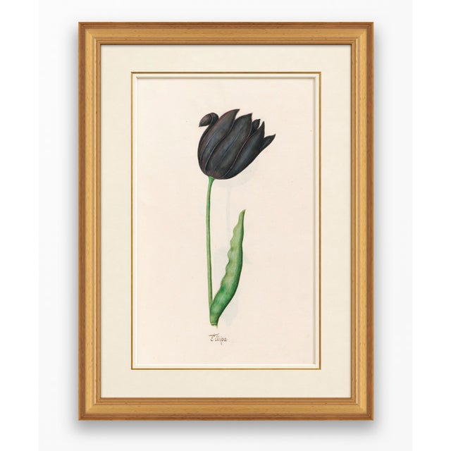 Atelier Aria Lumae Magdalena Rosina Funck Style Botanical Miniature Passe Partout Prints Complete 30 Piece Set A4 For Sale - Image 4 of 18