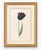 Atelier Aria Lumae Magdalena Rosina Funck Style Botanical Miniature Passe Partout Prints Complete 30 Piece Set A4 For Sale - Image 4 of 18