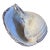 Mid 20th Century Art Pottery Sea Shell - Model of the Pacific Tun Seashell or Tonna Olearium For Sale