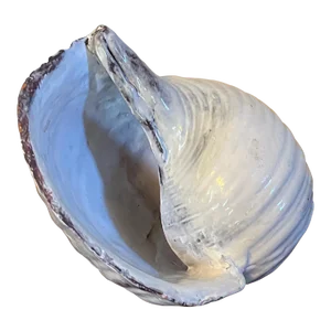 Mid 20th Century Art Pottery Sea Shell - Model of the Pacific Tun Seashell or Tonna Olearium
