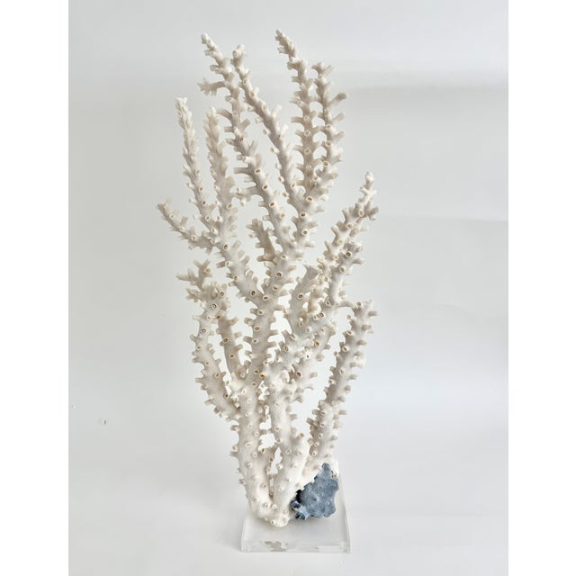Plastic Exceptional Natural Octopus Coral on Acrylic Base For Sale - Image 7 of 8