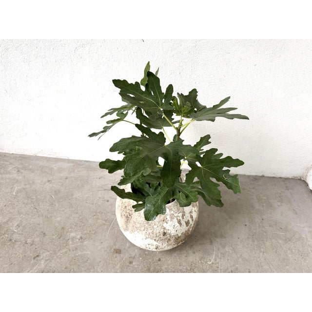 Brutalist Spherical Planter Made of Fiber Cement, DLG Willy Guhl, 1960s For Sale - Image 3 of 9