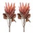 Contemporary Red Protea Flower Stem (Set of 2) For Sale - Image 3 of 3