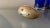 1940s 1940s Brass Egg Trinket Box Trimmed With Ormolu Painted Egg Inside For Sale - Image 5 of 11