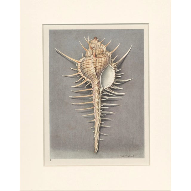 1930s Matted VIntage 1935 French Seashell Lithograpg For Sale - Image 5 of 5