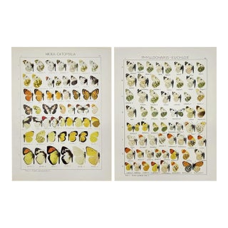 Adalbert Seitz Butterfly Prints – Midea - Catopsilia & Phyllocharis - Euchloe (C. 1909–1915), Set of 2 For Sale