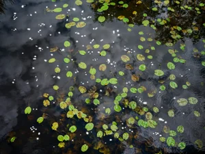 Ellie Davies, Chalk Streams 9, 2023, Photograph