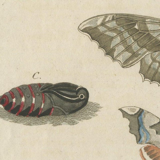 Beige Bertuch, Elephant Hawk Moth and Hawk Moth Caterpillars, 1805, Print For Sale - Image 8 of 12