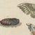 Beige Bertuch, Elephant Hawk Moth and Hawk Moth Caterpillars, 1805, Print For Sale - Image 8 of 12