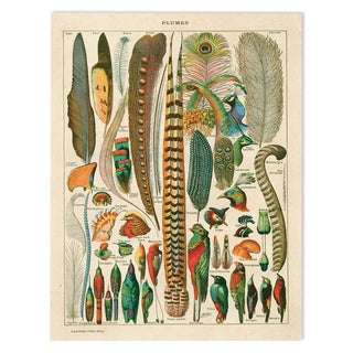 Illustrated Feathers Plumes Canvas Poster For Sale